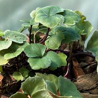 Cardamine trifolia